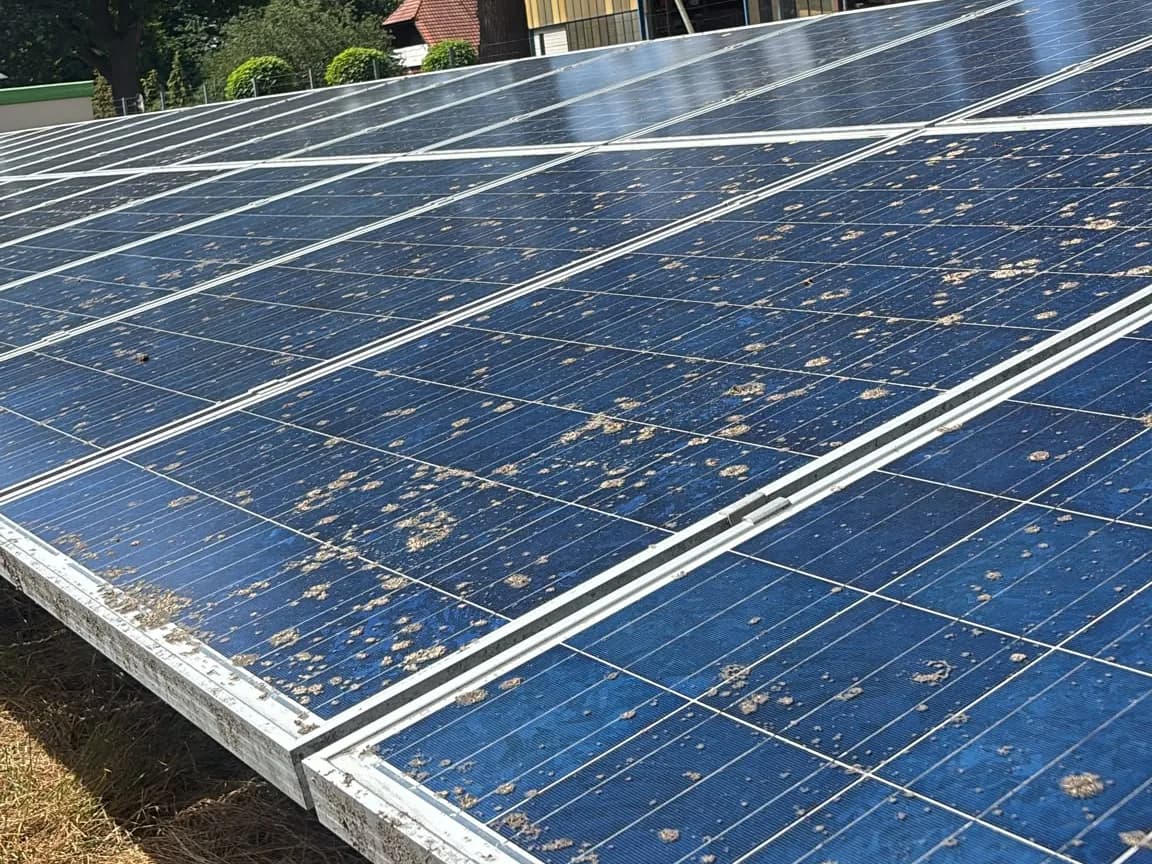 Photovoltaikmodule mit hellen Flechtenflecken auf der Glasfläche